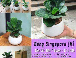 bang Singapore